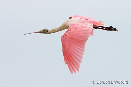 Roseate Spoonbill In Flight_32784.jpg - (Ajaia ajaja)Photographed along the Gulf coast near Port Lavaca, Texas, USA.